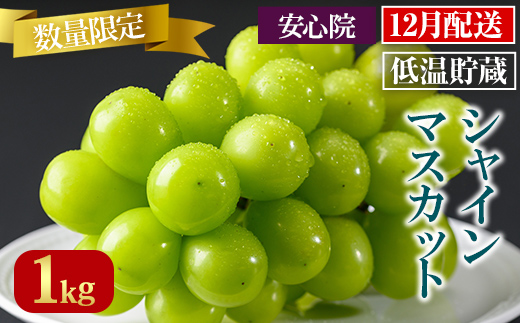 貯蔵シャインマスカット(1kg)シャインマスカット ぶどう 葡萄 フルーツ 果物 くだもの 果実＜先行予約受付中 2025年12月上旬から順次発送予定＞＜北海道 沖縄 離島配送不可＞【106301000】【大分県農業協同組合　北部エリア】