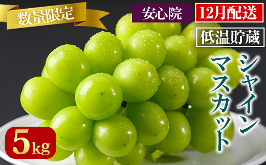 貯蔵シャインマスカット(5kg)シャインマスカット ぶどう 葡萄 フルーツ 果物 くだもの 果実＜先行予約受付中 2025年12月上旬から順次発送予定＞＜北海道 沖縄 離島配送不可＞【106301300】【大分県農業協同組合　北部エリア】