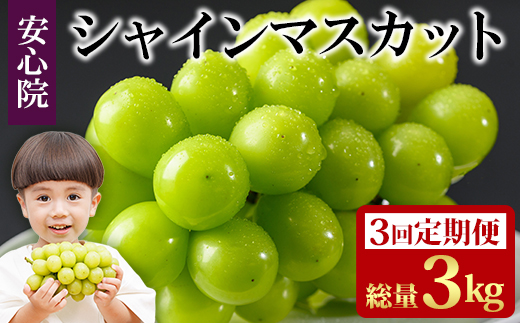 ＜定期便・全3回(連続)＞シャインマスカット(総量3kg・1kg×3回)フルーツ 果物 葡萄 ぶどう 安心院 人気 ランキング＜先行予約受付中！2026年8月下旬より順次発送予定＞＜北海道 沖縄 離島配送不可＞【206300100】【大分県農業協同組合 北部エリア】