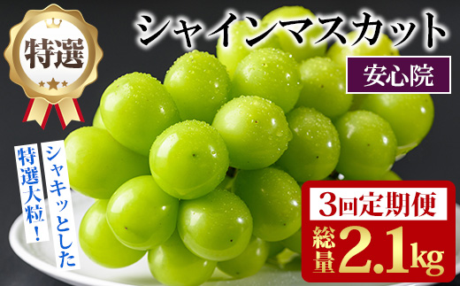 ＜定期便・全3回(連続)＞特選シャインマスカット(総量2.1kg・約700g×3回)シャインマスカット ぶどう 葡萄 フルーツ 果物 くだもの 果実 特選＜先行予約受付中！2026年8月下旬より順次発送予定＞＜北海道、沖縄、離島配送不可＞【206300200】【大分県農業協同組合　北部エリア】