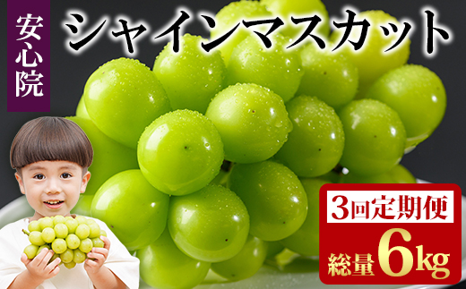 ＜定期便・全3回(連続)＞シャインマスカット(総量6kg・2kg×3回)フルーツ 果物 葡萄 ぶどう 安心院 人気 ランキング＜先行予約受付中！2026年8月下旬より順次発送予定＞＜北海道 沖縄 離島配送不可＞【206300300】【大分県農業協同組合 北部エリア】
