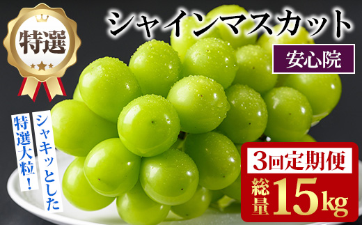 ＜定期便・全3回(連続)＞特選シャインマスカット(総量15kg・約5kg×3回)シャインマスカット ぶどう 葡萄 フルーツ 果物 くだもの 果実 特選＜先行予約受付中！2026年8月下旬より順次発送予定＞＜北海道、沖縄、離島配送不可＞【206300400】【大分県農業協同組合　北部エリア】