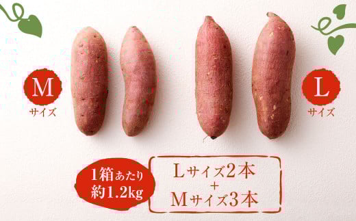 高糖度さつまいも 甘太くん 約1.2kg