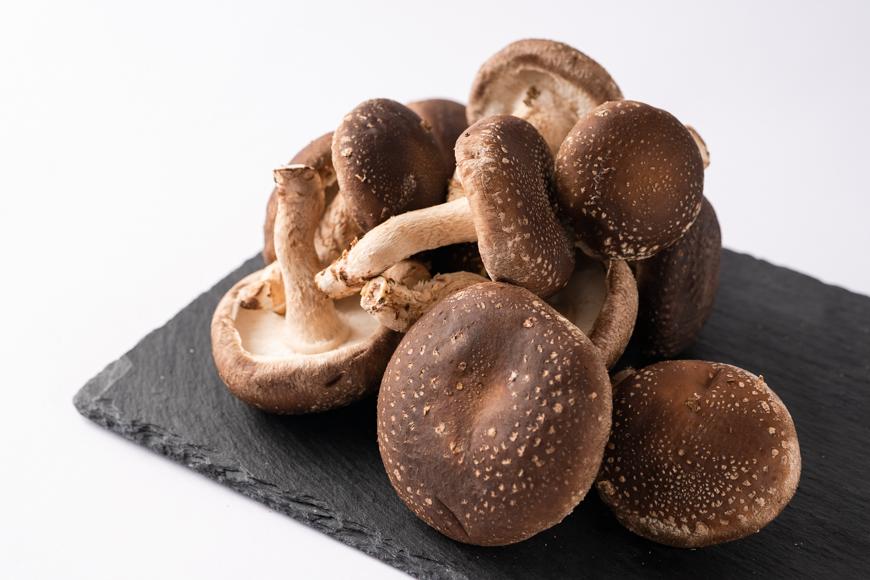 【全国銅賞受賞】湯布院産 生しいたけ  大きめ1.5kg｜栽培期間農薬不使用