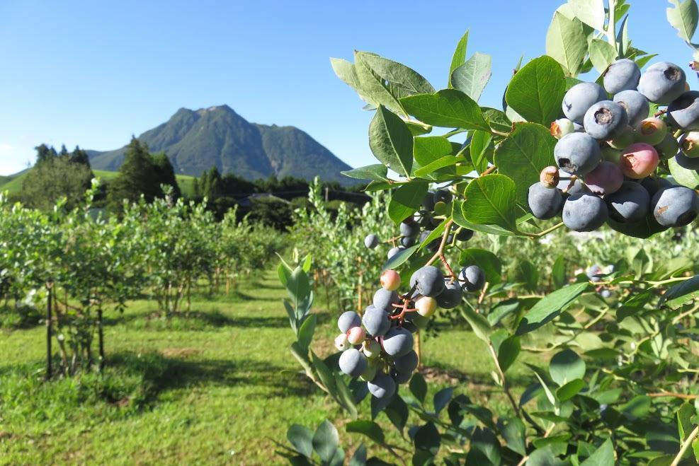 【湯布院 熊谷牧場・雛戸】無農薬で育てたくまさんのブルーベリーソース 4本セット