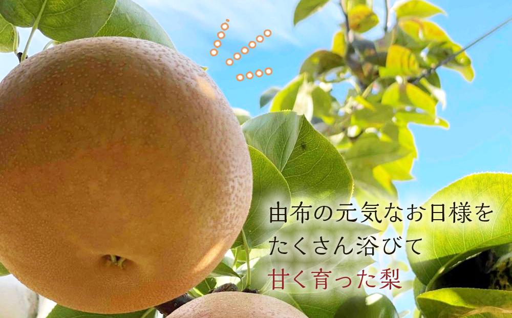 【2026年8月下旬以降より発送】旬の梨おまかせ約5kg・6-14玉（自家製有機肥料・減農薬・化学肥料無使用）