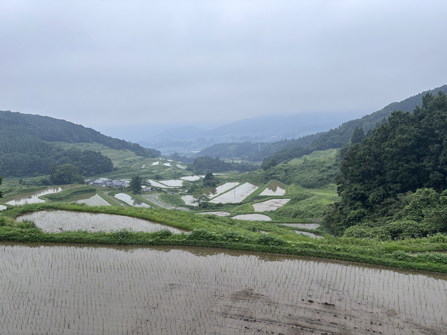 ＼先行予約／【令和7年度産】大分県由布市産 ひのひかり（玄米）5kg