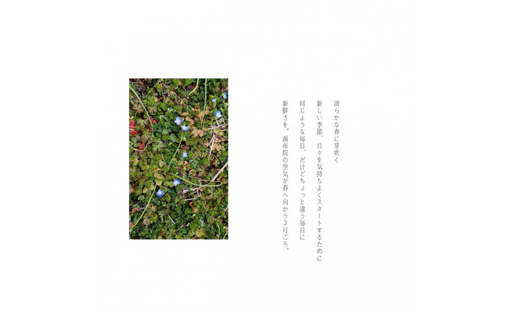 湯布院　ＭＩＫＡＴＡ KO-HA(香葉)のリードディフューザーNo.05 清芽