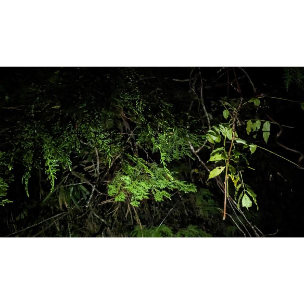 湯布院　ＭＩＫＡＴＡ　アロマスリーピングミストTHE森の中-MORI no NAKA-　