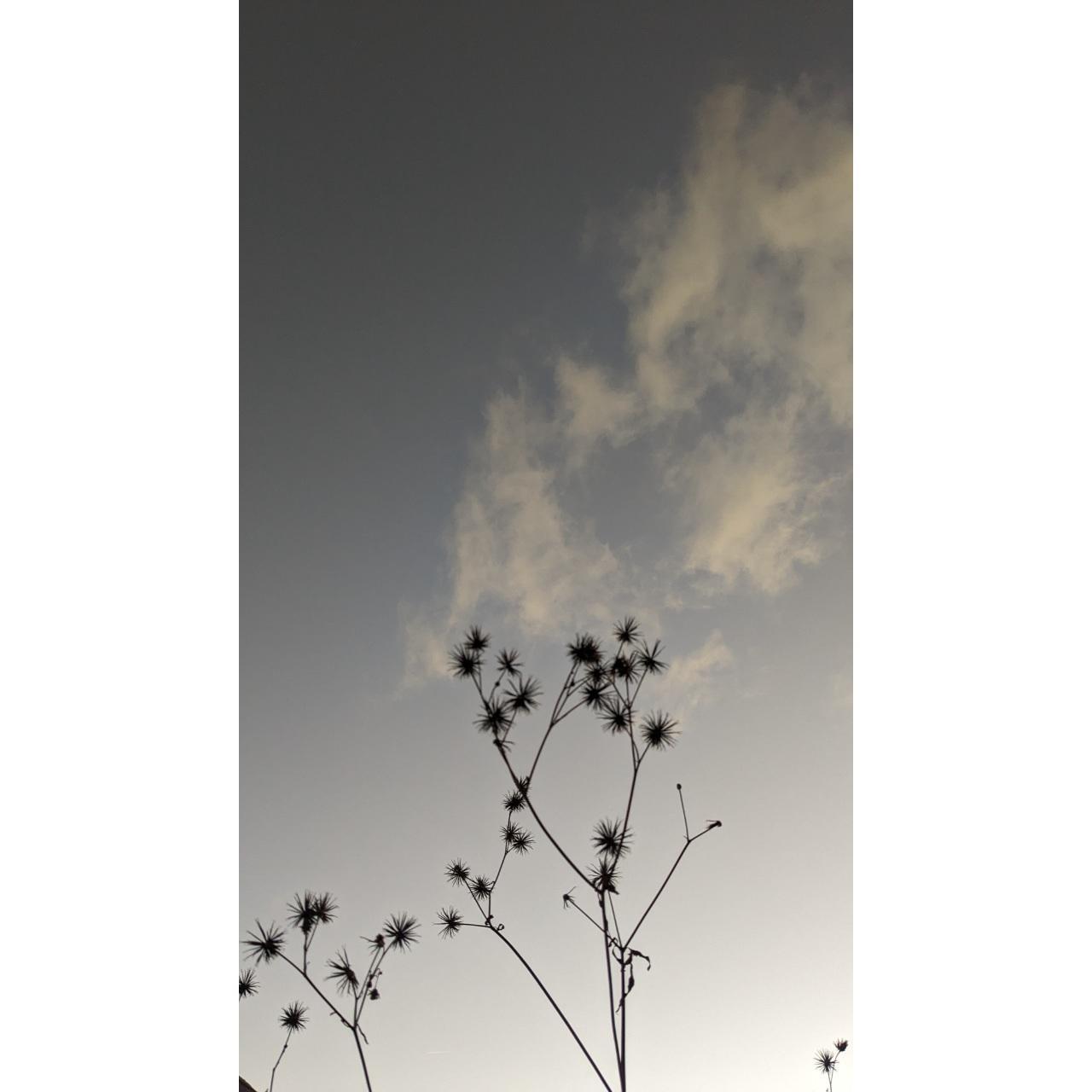 湯布院　ＭＩＫＡＴＡ　KO-HA(香葉) No.03 Yasmin -芳茗-