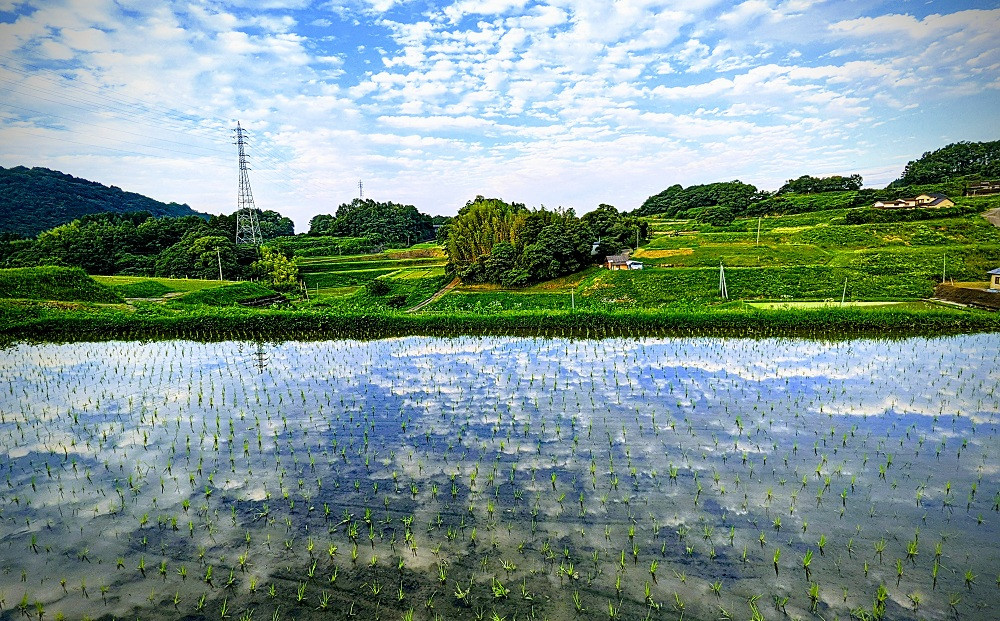 なつほのか 10kg （精米）【先行予約／数量限定】