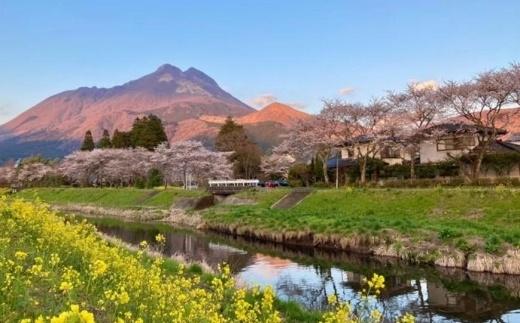 【湯布院】人力車でゆったりゆふいん巡り 45分コース／2名様