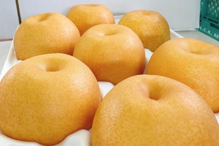 ＜梨の王様＞庄内梨 新高 5kg（5～8玉）【2025年10月上旬頃より発送】