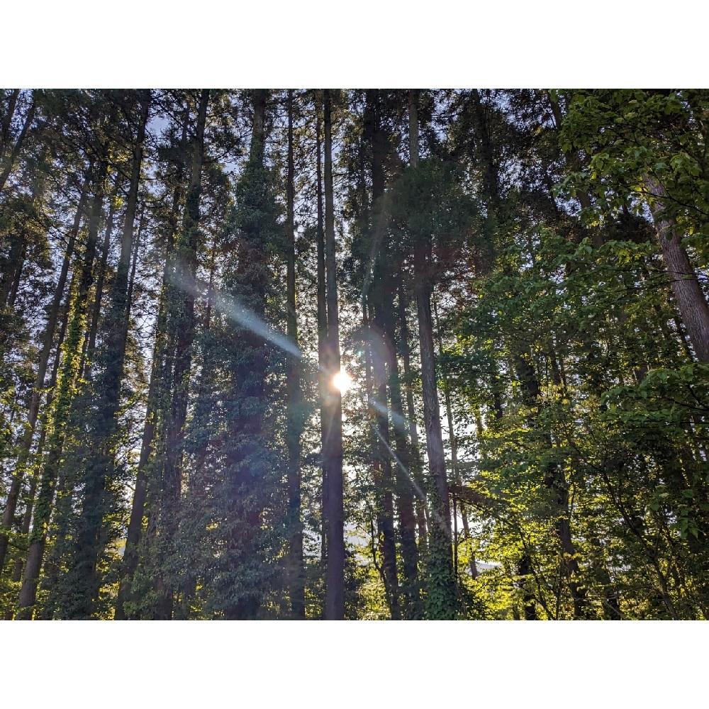 湯布院　ＭＩＫＡＴＡ　ロールオンアロマスティック　優休ーYUKYUー