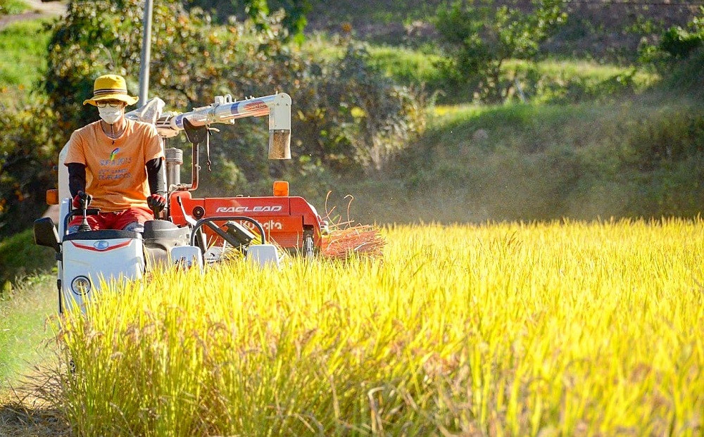 なつほのか 10kg （精米）【先行予約／数量限定】