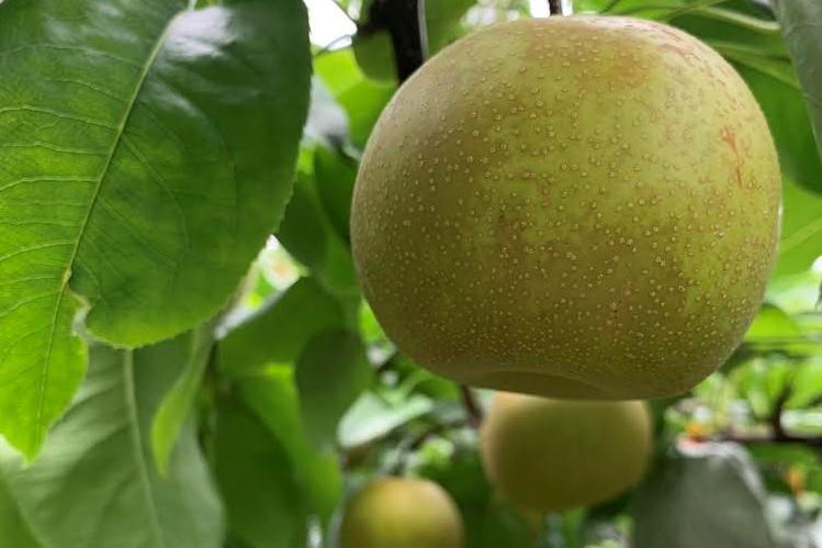 ＜梨の王様＞庄内梨 新高 3kg（4～6玉）【2025年10月上旬頃より発送】