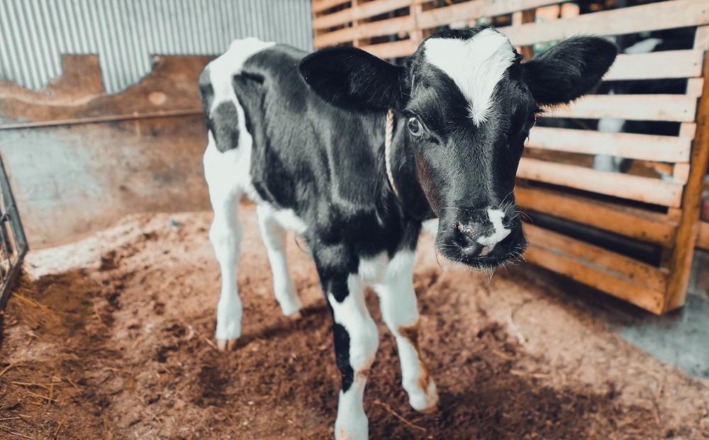 自家製 手作り ミルクアイスクリーム 6個 セット【みるく村 レ・ビラージュ】Lait Village 塚原高原