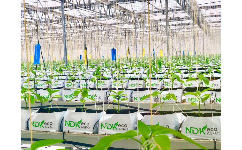 カラフル スナックパプリカ・カラーMIX (1袋約100g)