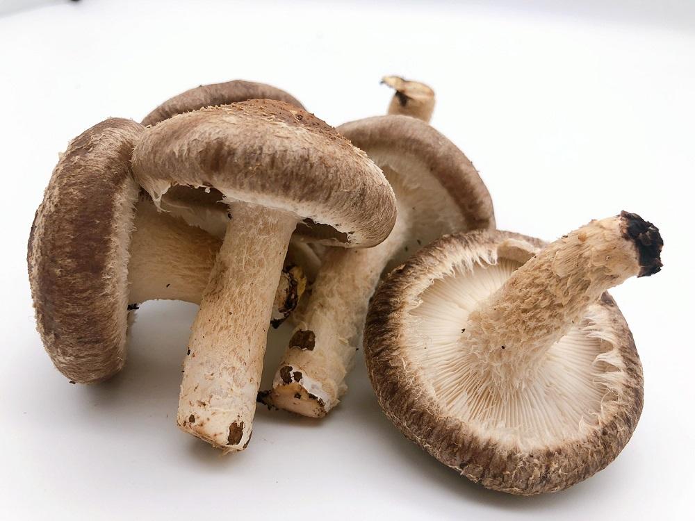 ＼年内発送／ 【欲ばりセット】湯布院産 （生しいたけ500g+干ししいたけ300g+香ぼす胡椒）｜栽培期間農薬不使用