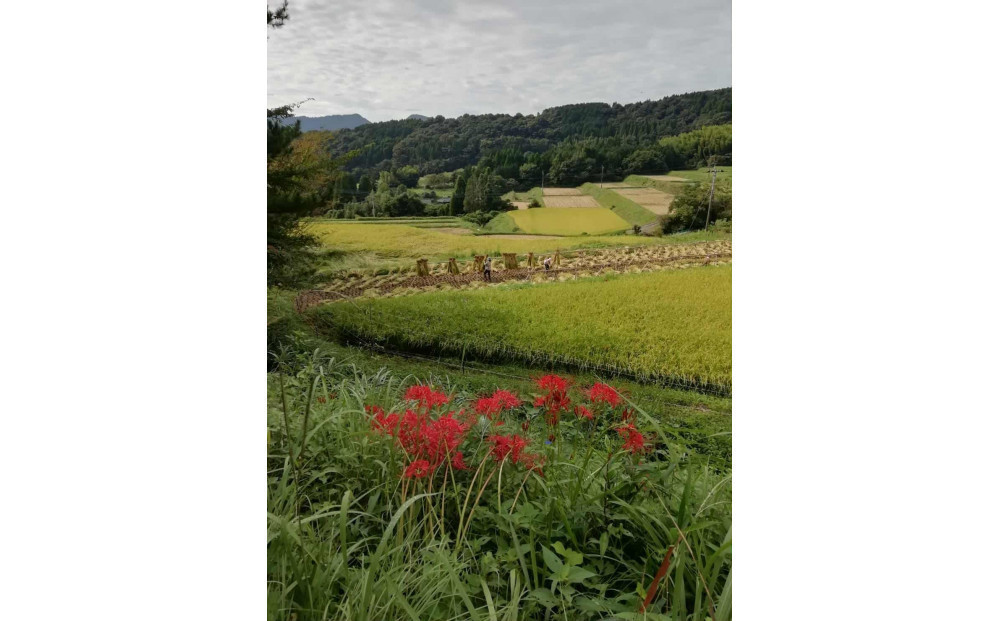 【無農薬・化学肥料不使用】大地の恵みをたっぷり受けた うるち米　ヒノヒカリ（玄米）5kg