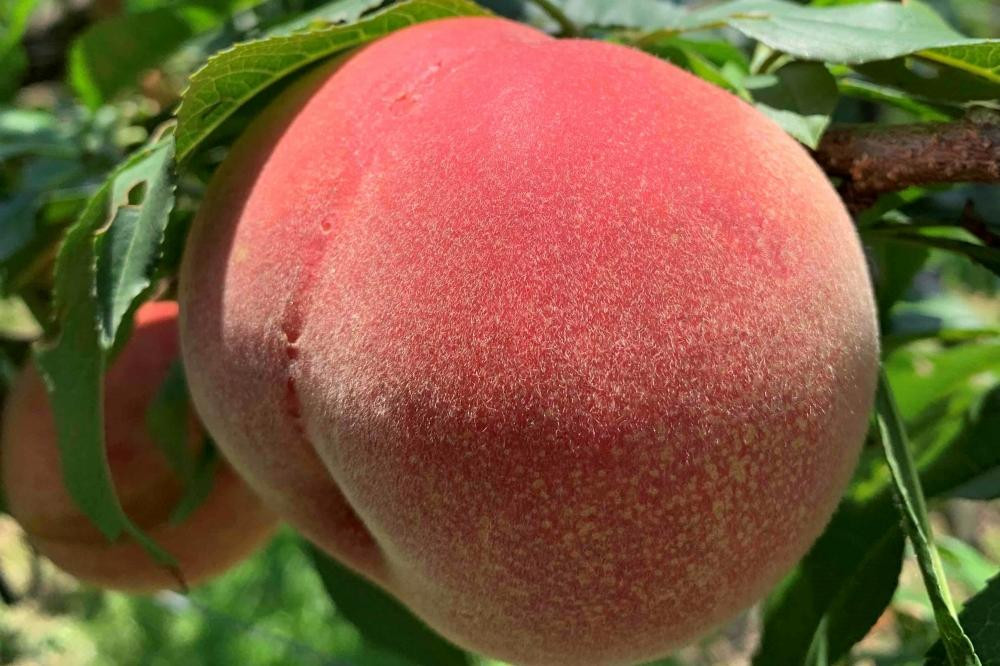 【2026年8月中旬以降より発送】旬の桃おまかせ約2kg・6～9玉（自家製有機肥料・減農薬・化学肥料無使用） 川中島白桃 黄桃 西王母 あかつき