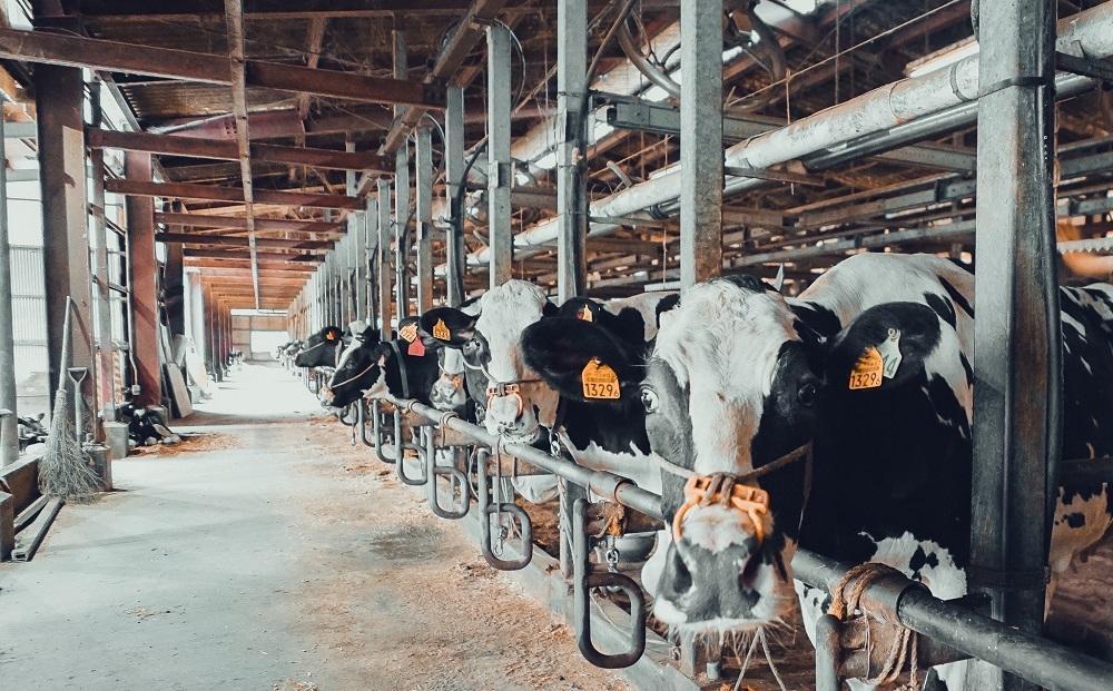 自家製 手作り ミルクアイスクリーム 12個 セット【みるく村 レ・ビラージュ】Lait Village 塚原高原