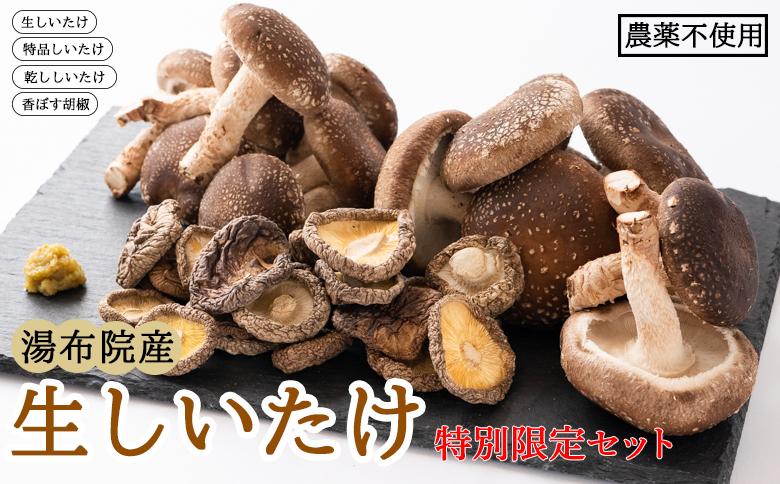 ＼年内発送／ 【特別限定セット】湯布院産 生しいたけ1kg+特品しいたけ3P+乾ししいたけ100g+香ぼす胡椒｜栽培期間農薬不使用