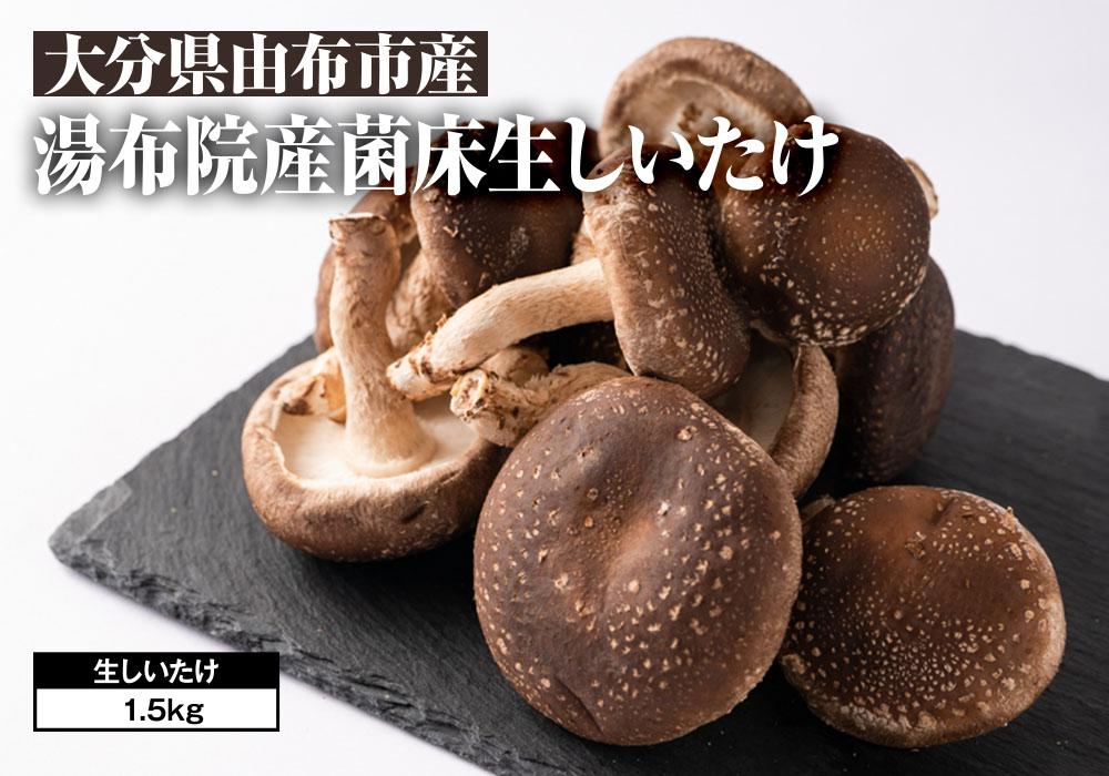 【全国銅賞受賞】湯布院産 生しいたけ  大きめ1.5kg｜栽培期間農薬不使用