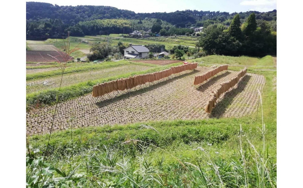 【無農薬・化学肥料不使用】大地の恵みをたっぷり受けた うるち米　ヒノヒカリ（玄米）5kg