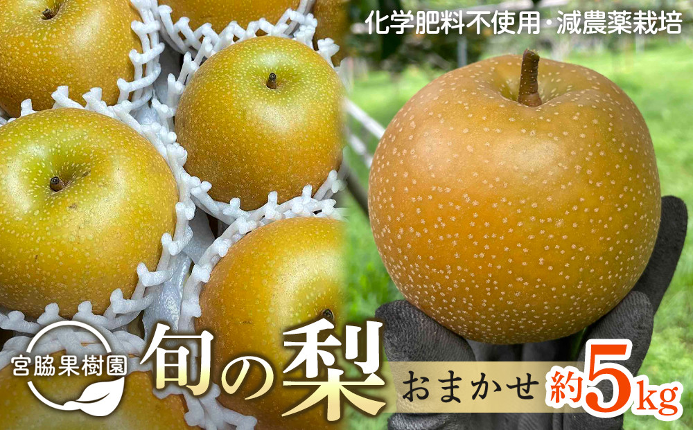 【2026年8月下旬以降より発送】旬の梨おまかせ約5kg・6-14玉（自家製有機肥料・減農薬・化学肥料無使用）