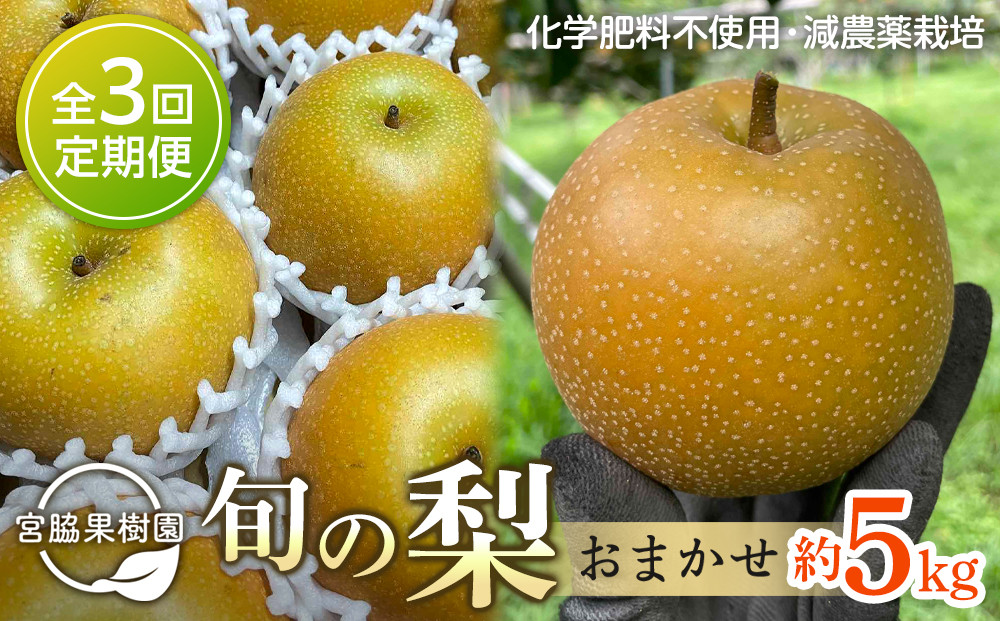 【定期便 全3回／2026年8～10月発送】＜旬の梨おまかせ5kg・6-14玉＞×3回（自家製有機肥料・減農薬・化学肥料無使用）