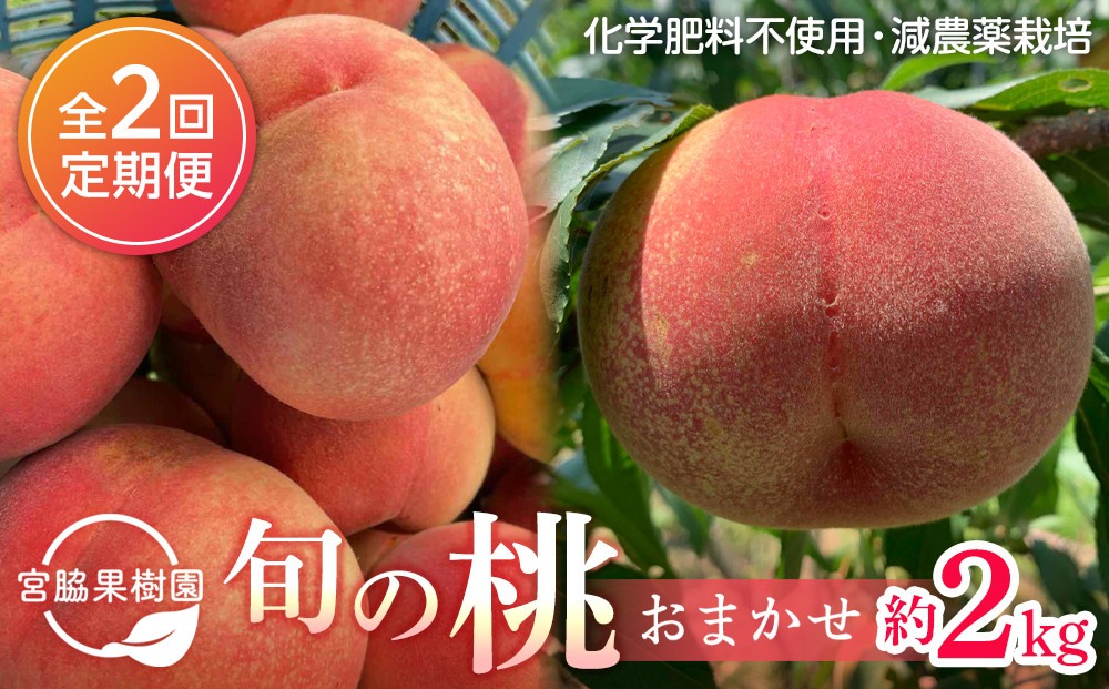 【定期便 全2回／2026年8・9月発送】＜旬の桃おまかせ約2kg・6～9玉＞×2回（自家製有機肥料・減農薬・化学肥料無使用）