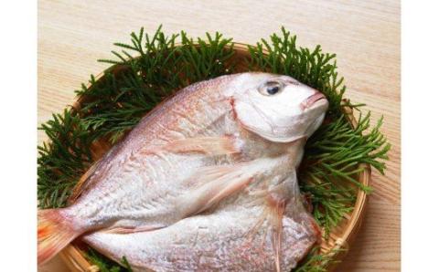 大きな天然鯛の一夜干し/3尾で1.2kg以上_1061R