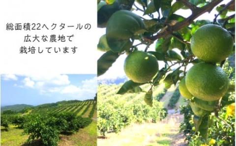 大分かぼすゼリー　140g×24個_1768R