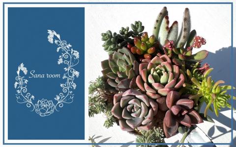 自分で植える多肉植物/セダム系苗※ピンセット付きAセット_1883R