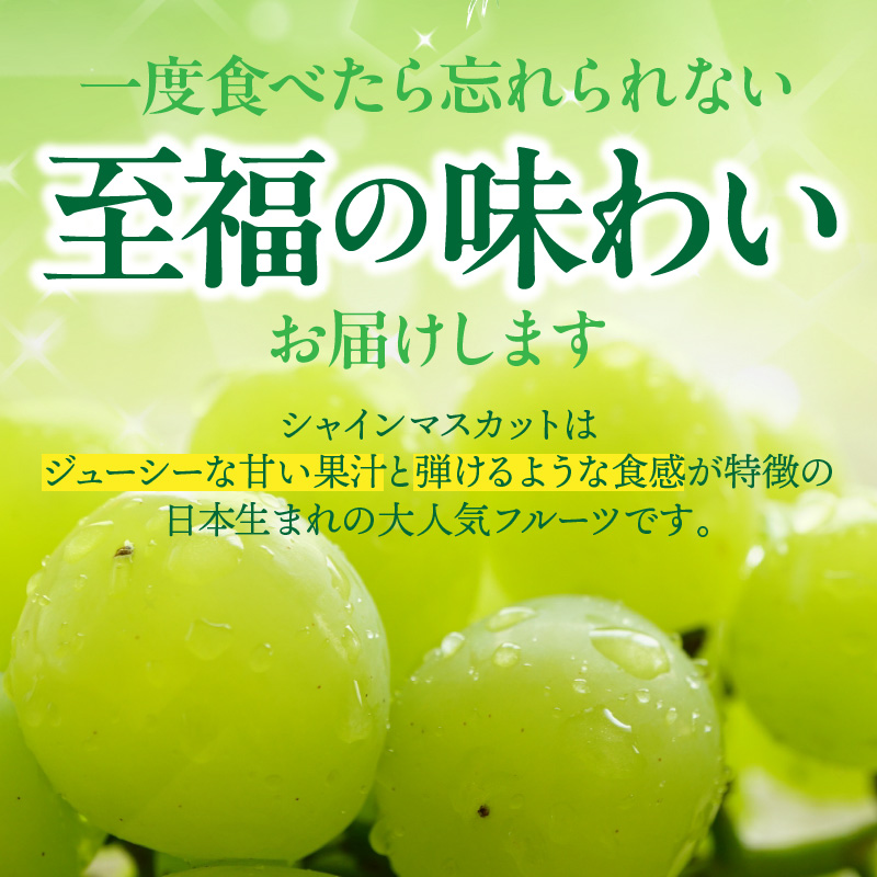 テレビで紹介されました！【先行予約】【令和8年発送】農家直送！ 新鮮！ 朝づみ シャインマスカット 2kg (4～5房) フルーツ 果物 贈答 大分県産 採れたて_2537R-3