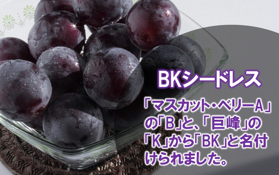 テレビで紹介されました！【先行予約】【令和8年発送】農家直送！ 新鮮！ 朝づみぶどう BKシードレス 種なし 約1.5kg フルーツ 果物 贈答 大分県産 採れたて_2657R-2