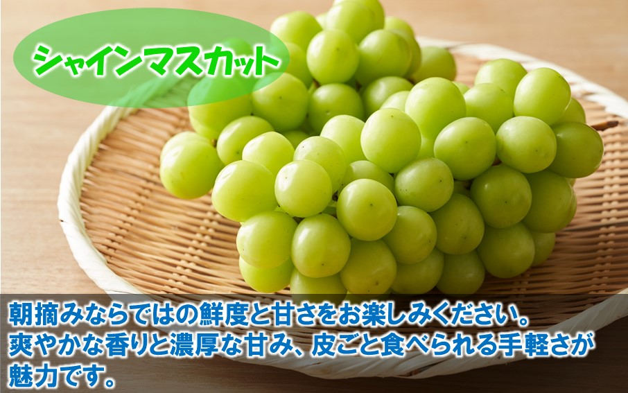 テレビで紹介されました！【先行予約】【令和8年発送】農家直送！ 新鮮！ 朝づみぶどう シャインマスカット & BKシードレス 種なし 約1kg フルーツ 果物 贈答 大分県産 採れたて_2658R-1