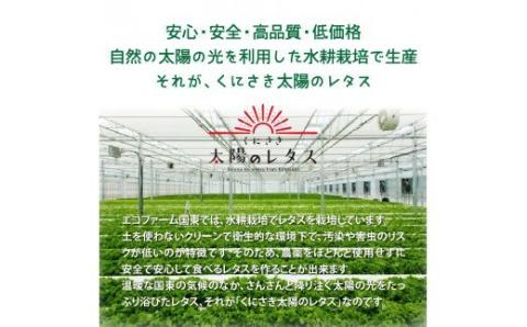 くにさき太陽のレタス10月から半年間定期便/計6回発送_1598R