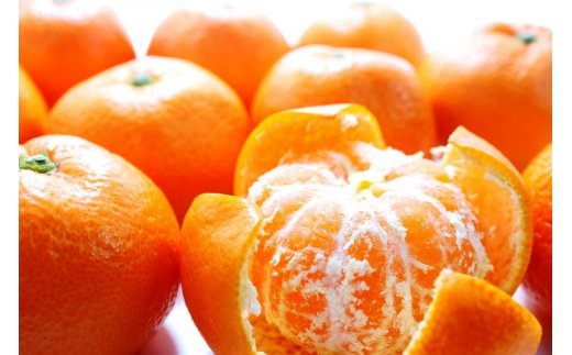 【先行予約・年明け配送】令和8年1月から出荷開始/荒木一番みかん約5kg _1271R-2