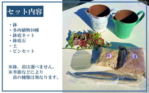 自分で植える多肉植物/セダム系苗※ピンセット付きAセット_1883R
