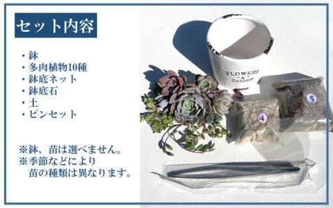自分で植える多肉植物/エケベリア系苗※ピンセット付きBセット_1884R