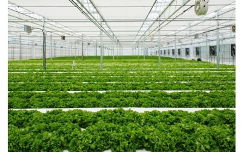 毎月お届け！くにさき太陽のレタス定期便/計6回発送_2120R