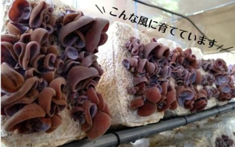 業務用乾燥きくらげ LLサイズ　450ｇ×1袋_2149R