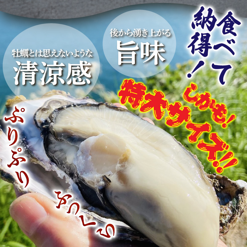 牡蠣 生食用 殻付き くにさきオイスター 特大サイズ12個（殻付き重量150g～/個）　カキ oyster 生牡蠣_2361R-1