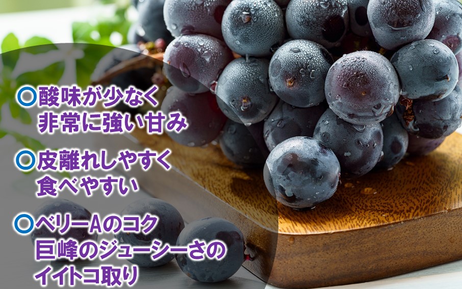テレビで紹介されました！【先行予約】【令和8年発送】農家直送！ 新鮮！ 朝づみぶどう BKシードレス 種なし 約1kg フルーツ 果物 贈答 大分県産 採れたて_2657R-1