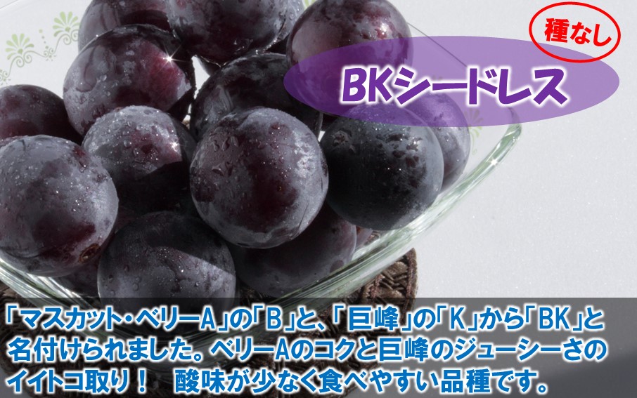 テレビで紹介されました！【先行予約】【令和8年発送】農家直送！ 新鮮！ 朝づみぶどう シャインマスカット & BKシードレス 種なし 約1.5kg フルーツ 果物 贈答 大分県産 採れたて_2658R-2