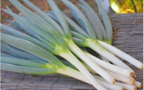 小田農園の極甘白ネギ1.5kg_1766R