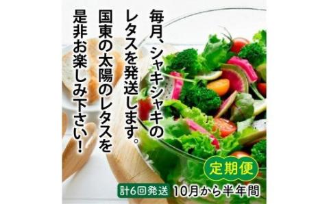 くにさき太陽のレタス10月から半年間定期便/計6回発送_1598R