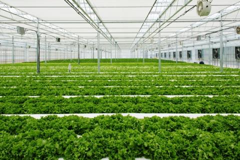 採れたてシャキシャキ!!くにさき太陽のレタス12袋詰合せ_1183R